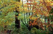 Australia, New South Wales, blue mountains, great dividing range, wood, woods, forest, forests, Autumn, Autumn leaves, leaves, autumn foliage, autumn tones, tree, trees, autumn scene, autumn scenes.