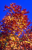 Australia, Autumn, Autumn leaves, leaves, autumn foliage, autumn tones, autumn scene, autumn scenes, tree, trees, leaf.