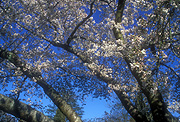 Blossom, spring, springtime, spring time, cherry tree, cherry trees, cherry blossom, canada, vancouver, british columbia, tree, queen elizabeth park, tree, trees, prunus, flowering cherry, flowering cherry tree, flowering cherry trees, tree, trees.