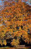 Garden, gardens, Autumn, Autumn leaves, leaves, autumn foliage, autumn tones, autumn scene, autumn scenes, Fagus, Fagus sylvatica, outdoor furniture, bench, benches, garden benches, tree, trees, garden furniture.