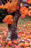Australia, Autumn, Autumn leaves, leaves, autumn foliage, autumn tones, tree, trees, autumn scene, autumn scenes.