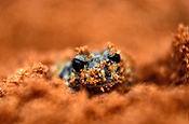 Animal, animals, Australian animal, Australian animals, amphibian, amphibians, frog, frogs, Kunapalari frog, Kunapalari frogs, Neobacrachus kunapalari.