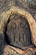 Australia, Australian outback, Explorers, Burke, Wills, Burke and Wills, tree, trees, dig tree, Cooper creek, Qld, Queensland, Birdsville, Birdsville Track, Coolibah, Diamantina River.