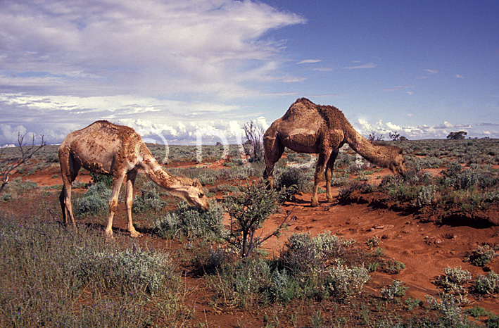 Australia, Australian, Australian desert, Australian deserts, Animal, Animals, Camel, Camels, mammal, mammals, placental mammal, placental mammals, gibson, camelus, camelidae, camelidae, hoofed mammal, hoofed mammals, feral animal, feral animals, wild ... Australia, Australian, Australian desert, Australian deserts, Animal, Animals, Camel, Camels, mammal, mammals, placental mammal, placental mammals, gibson, camelus, camelidae, camelidae, hoofed mammal, hoofed mammals, feral animal, feral animals, wild ...