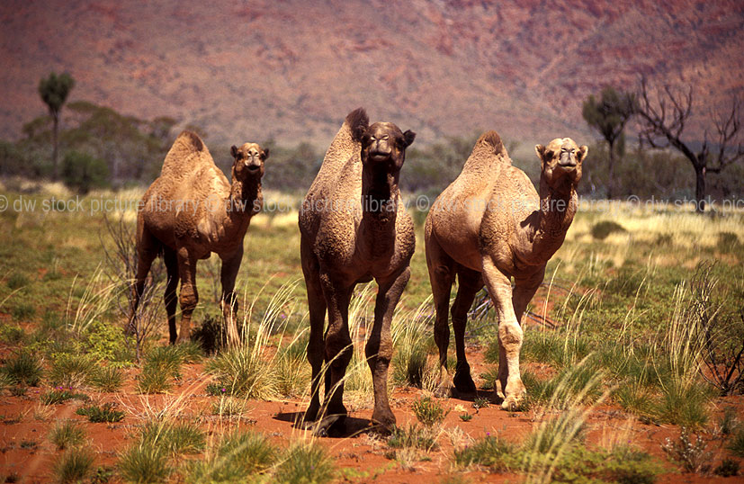 Australia, Australian, Australian desert, Australian deserts, Animal, Animals, Camel, Camels, mammal, mammals, placental mammal, placental mammals, camelus, camelidae, hoofed mammal, hoofed mammals, feral animal, feral animals, wild animal, wild ... Australia, Australian, Australian desert, Australian deserts, Animal, Animals, Camel, Camels, mammal, mammals, placental mammal, placental mammals, camelus, camelidae, hoofed mammal, hoofed mammals, feral animal, feral animals, wild animal, wild ...