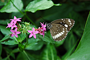 COMMON CROW BUTTERFLY (EUPLOEA CORE) ON PINK FLOWER