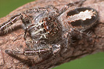 Arachnid, spider, Arachnids, spiders, jumping spider, jumping spiders, jumping-spider, jumping-spiders.