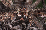 Spider, Spiders, sydney huntsman, arachnida, araneae, heteropodidae, invertebrate, invertebrates, arthropod, arthropods, Arachnid, Arachnids, Huntsman, Huntsmans, huntsman spider, Huntsman spiders, sydney huntsman spider, sydney huntsman spiders, sydney huntsman, sydney huntsman, Isopoda, Isopoda immanis, immanis, australia, Olios, Araneae, Arachnida.