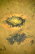 Australia, Australians, frog, frogs, amphibian, amphibians, tadpole, tadpoles.