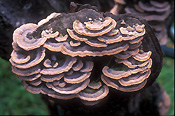 Fungus, fungi, tree, trees, tree fungus, tree fungi.