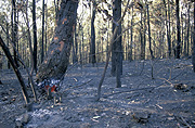 Australia, New South Wales, Sydney, natural, natural disaster, natural disasters, Fire, Fires, bushfire, bushfires, burnt, disaster, disasters, sydney bushfire, sydney bushfires.
