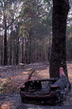 Fire, Fires, bushfire, bushfires, burnt, disasters.