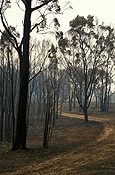 Australia, New South Wales, Sydney, natural, natural disaster, natural disasters, Fire, Fires, bushfire, bushfires, burnt, disaster, disasters, sydney bushfire, sydney bushfires, forest, forests, tree, trees.
