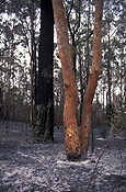Australia, New South Wales, Sydney, natural, natural disaster, natural disasters, Fire, Fires, bushfire, bushfires, burnt, disaster, disasters, sydney bushfire, sydney bushfires, forest, forests, tree, trees.