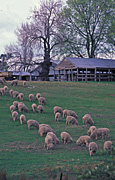 Farming, Farmland, farm, farms, animal, animals, sheep, meat industry, meat trade, livestock, graze, grazing, Agriculture, rural, rural scene, rural scenes, new england, great dividing range, New South Wales, NSW, australia, tree, trees, animals grazing.