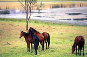 Australia, New South Wales, hawkesbury, hawkesbury area, hawkesbury region, hawkesbury district, animal, animals, horse, horses, brown, brown horse, brown horses, rural, rural scene, rural scenes.