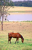 Australia, New South Wales, hawkesbury, hawkesbury area, hawkesbury region, hawkesbury district, animal, animals, horse, horses, brown, brown horse, brown horses, rural, rural scene, rural scenes.