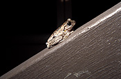 Amphibian, amphibians, amphibious, frog, frogs, tree frog, tree frogs, brown tree frog, brown tree frogs, litoria, ewingii, litoria ewingii, australia, australian.