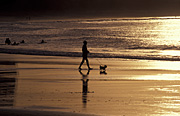 Australia, Beach, Beaches, water, coast, coasts, coastal, coastline, coastlines, people, man, men, male, males, dog, dogs, domestic, domestic dog, domestic dogs, shoreline, shorelines, seashore, seashores, silhouette, silhouettes.