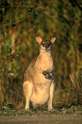 Animal, Animals, Australia, Australian, Australian animal, Australian animals, macropod, macropods, macropus, mammal, mammals, marsupial, marsupials, wallabia, kangaroo, kangaroos, wallaby, wallabies, agile, agile wallaby, agile wallabies, macropus, agilis, macropus agilis.