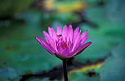 Flower, flowers, lily, lilies, waterlily, waterlilies, water lily, water lilies, nymphaea, purple, purple flower, purple flowers, insect, insects, bee, bees, kakadu, kakadu np, kakadu national park, nt, northern territory, australia, national park, national parks.