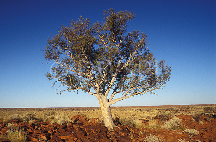 a royalty free image of ghost gum eucalyptus papuanaeri a royalty free image of ghost gum eucalyptus papuanaeri