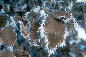 Tree, trees, frost, winter, winter scene, winter scenes, leaf, leaves, cold, JRH24,