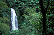 Caribbean, Caribbean Islands, Dominica, Trafalgar, trafalgar falls, waterfall, waterfalls, forest, forests, rainforest, rainforests, water, running water, tree, trees, FF25,