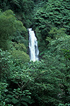 Caribbean, Caribbean Islands, Dominica, Trafalgar Falls, Waterfall, Waterfalls, running water, forest, forests, wood, woods, woodland, woodlands, rainforest, rainforests, FF25,