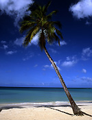 Caribbean, the caribbean, carribean islands, grand anse, grand anse beach, beach, beaches, grenada, tree, trees, palm, palms, palm tree, palm trees, shoreline, shorelines, seashore, seashores, cloud, clouds, FF25,