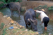 Asia, china, buffalo, buffaloes, water, animal, animals, water buffalo, water buffaloes, people, woman, women, female, females, stream, streams, bubulus, ungulate, chordata, mammal, mammals, bovidae, bovinae, people, wash, washes, washing, creek, creeks, hat, hats.