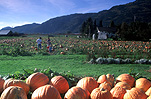 Food, vegetable, vegetables, cucurbita, cucurbitas, pumpkin, pumpkins, Chilliwack, Canada, curcubitaceae.