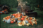 Food, vegetable, vegetables, cucurbita, cucurbitas, pumpkin, pumpkins, squash, osoyoos, canada, curcubitaceae.