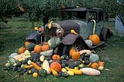 Vegetable, vegetables, pumpkin, pumpkins, osoyoos, british columbia, canada, Cucurbitaceae, Cucurbita, gourd, gourds, squash, car, cars, vehicle, vehicles, motor car, motor cars, motorcar, motorcars, motor vehicle, motor vehicles, vintage car, vintage cars.