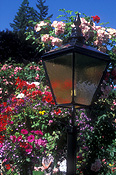 Garden, gardens, light, lights, lighting, garden light, garden lights, electricity, lamp, lamps, Flora, flower, flowers, petunia, petunias, rose, roses, rosa, butchart gardens, british columbia, vancouver, vancouver island, Canada, JW18,