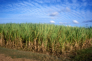 Australia, qld, queensland, farm, farms, Farming, Farmland, farm, farms, farmlands, farm land, farm land, crop, crops, saccharium, offinicale, saccharium offinicale, sugar, sugarcane, cane, sugar cane, rural, rural scene, rural scenes, cane, MT32,