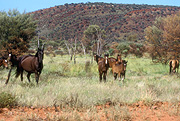 Australia, NT, Northern Territory, Animal, Animals, Horse, horses, brumbies, brumby, wild horse, wild horses, feral horse, feral horses, feral animal, feral animals, wild animal, wild animals, outback, australian outback, outback australia.