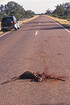 Animal, Animals, dead, dead animal, dead animals, kangaroo, kangaroos, mammal, mammals, marsupial, marsupials, macropod, macropods, roadkill, road kill, road, roads, sealed road, sealed roads, four-wheel drive, four-wheel drives, 4wd, 4wds, car, cars, vehicle, vehicles, NT, Northern Territory, Australia.