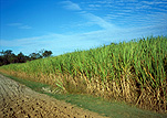 Australia, qld, queensland, farm, farms, Farming, Farmland, farm, farms, farmlands, farm land, farm land, sugar, sugarcane, sugar cane, rural, rural scene, rural scenes, cane.