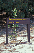 Australia, qld, queensland, sign, signs, rehabilitate, rehabilitates, rehabilitation, sand, beach, beaches, animal, animals, lizard, lizards, goanna, goannas.