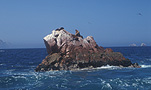 Marinelife, Marine life, Aquatic, Aquatic life, Sea life, Sealife, Peru, Guano, Guano Island, Guano Islands, Animal, Animals, Seal, seals, rock, rocks.