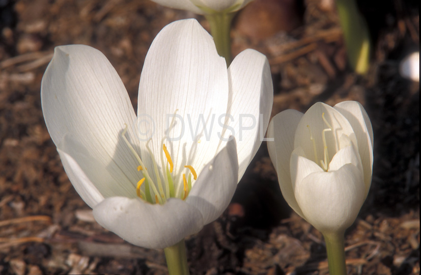 stock photo image: Flower, flowers, white, white flower, white flowers, colchicum, autumnale, colchicum autumnale, crocus, crocuses, autumn crocus, autumn crocuses, naked lady, naked ladies, naked boy, naked boys, album.