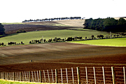 Farming, Farmland, farm, farms, animal, animals, agriculture, grazing, tas, tassie, tasmania, Australia, rural, rural scene, rural scenes, field, fields, paddock, paddocks.
