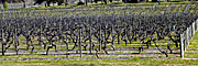 Agriculture, Australia, Fruit, Grape, Grapes, Vine, vines, vineyard, vineyards, grapevine, grapevines, grape vine, grape vines, vitis, industry, wine, wine industry, rural, rural scene, rural scenes, penfolds, penfolds winery.