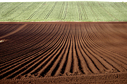 Australia, tas, tassie, tasmania, agriculture, rural, rural scene, rural scenes, farming, farm, farms, ploughed, tree, trees, field, fields, paddock, paddocks.