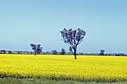 Agriculture, Canola, Canola crop, canola crops, canola field, canola fields, field, fields, crop, crops, oilseed, oilseed crop, oilseed crops, Brassica, brassica napus, oil, oils, vic, victoria, Australia, tree, trees.