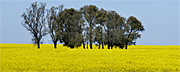 Agriculture, Canola, Canola crop, canola crops, canola field, canola fields, field, fields, crop, crops, oilseed, oilseed crop, oilseed crops, Brassica, brassica napus, oil, oils, vic, victoria, Australia, tree, trees.