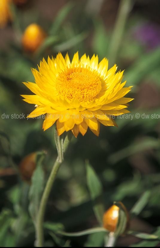 A ROYALTY FREE IMAGE OF HELICHRYSUM BRACTEATUM (SYN BRACTEANTHA
