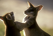 Animal, Animals, Australia, Australian, Australian animal, fight, fights, fighting, box, boxes, boxing, boxer, boxers, Australian animals, macropod, macropods, macropus, mammal, mammals, marsupial, marsupials, wallabia, kangaroo, kangaroos, wallaby, wallabies, agile, agile wallaby, agile wallabies, macropus, agilis, macropus agilis.