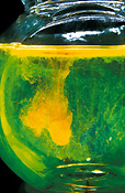 Biology, glass, glasses, pill, pills, drug, drugs, tablet, tablets, dissolve, dissolves, dissolving, tablet dissolving, tablets dissolving, pills dissolving, pill dissolving, bubble, bubbles, liquid, water, science, medication, medicine, medicines.